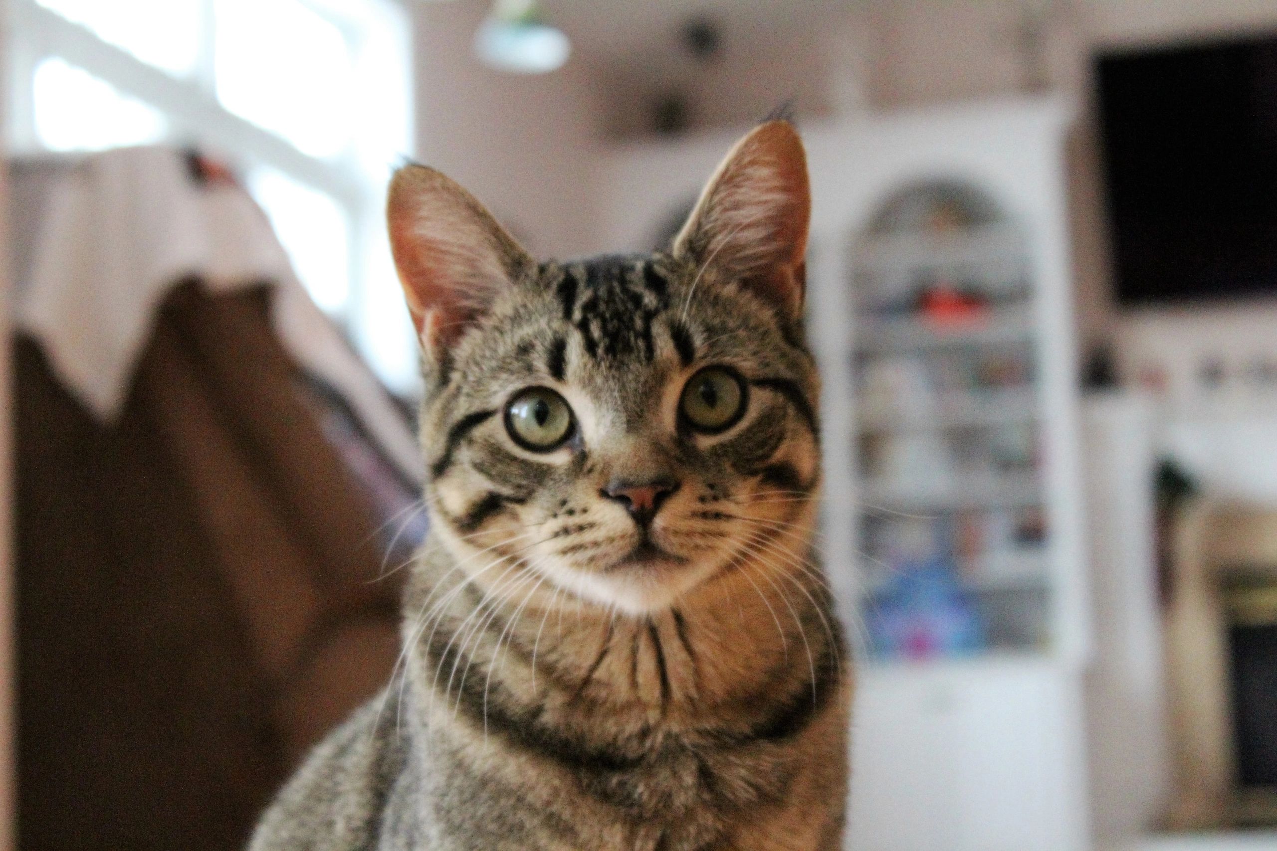 A cat available for adoption