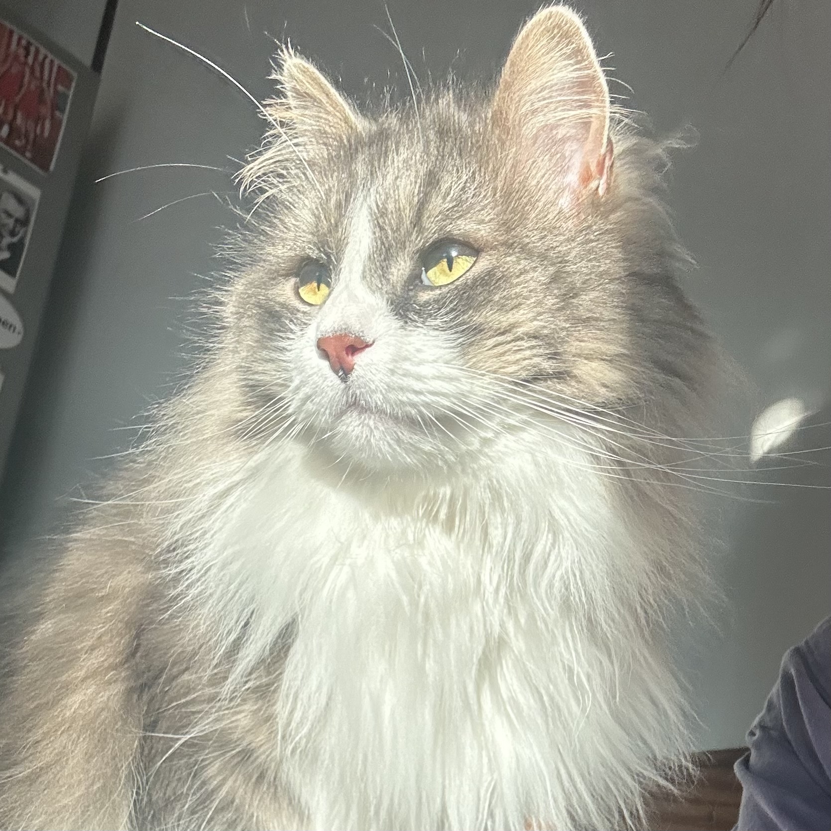 One of our adoptable cats