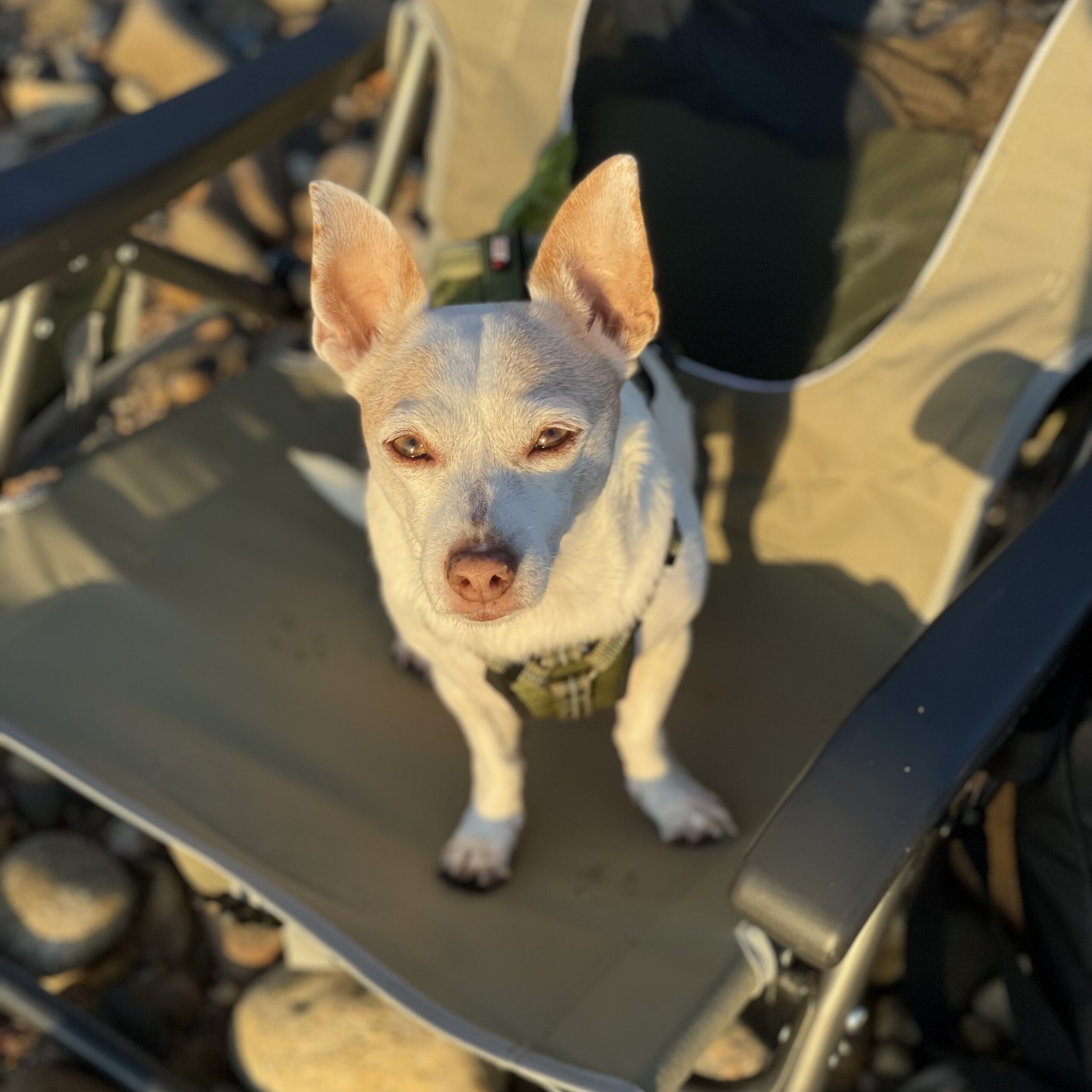 One of our foster animals