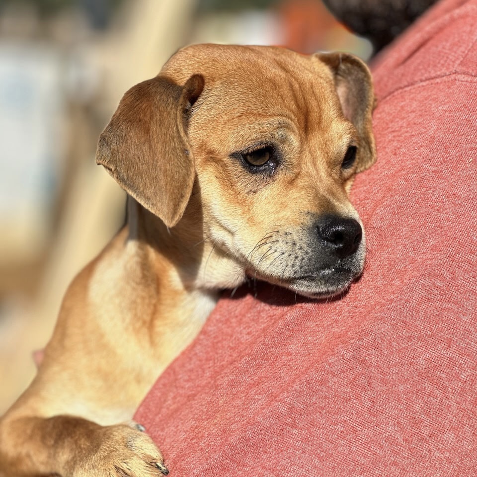 A rescued animal in our care