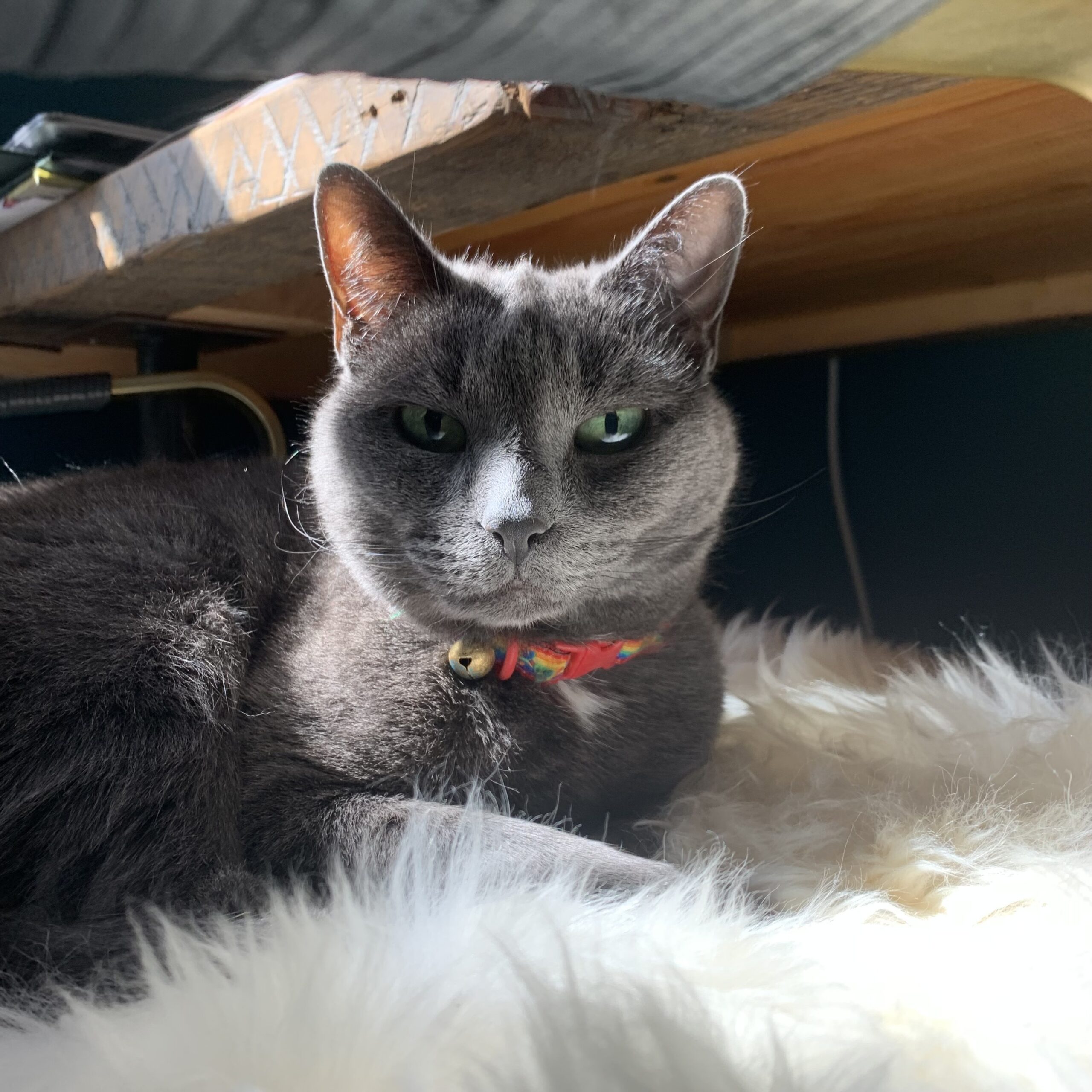 One of our foster animals