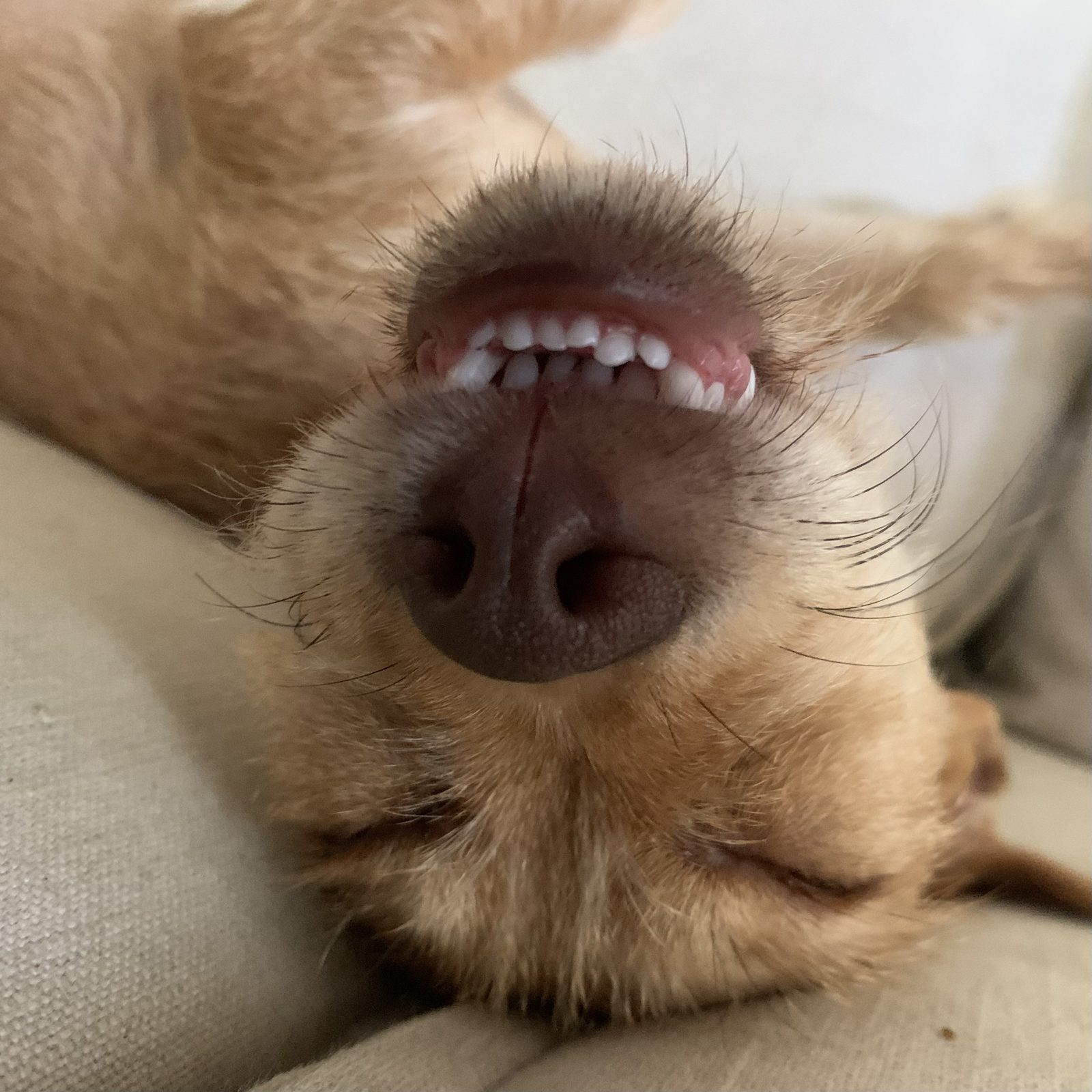One of our playful pups