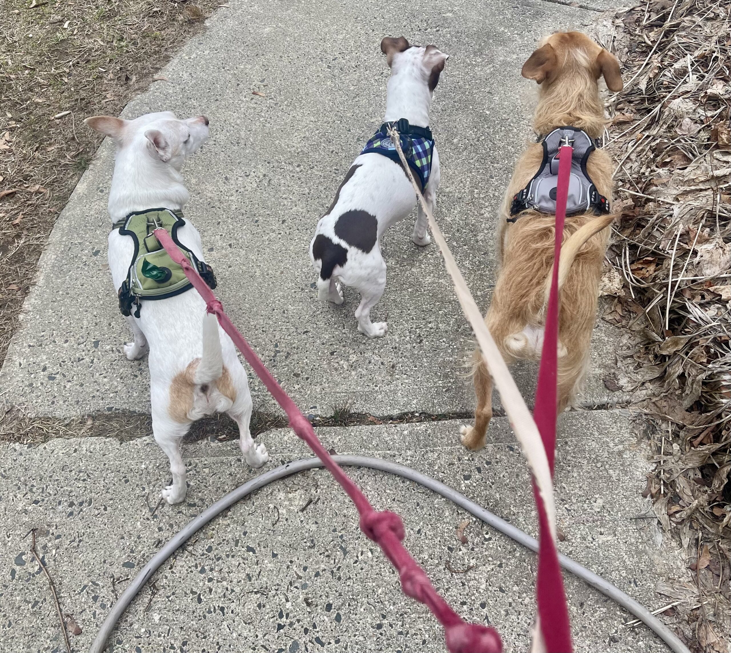 Dogs enjoying a group walk