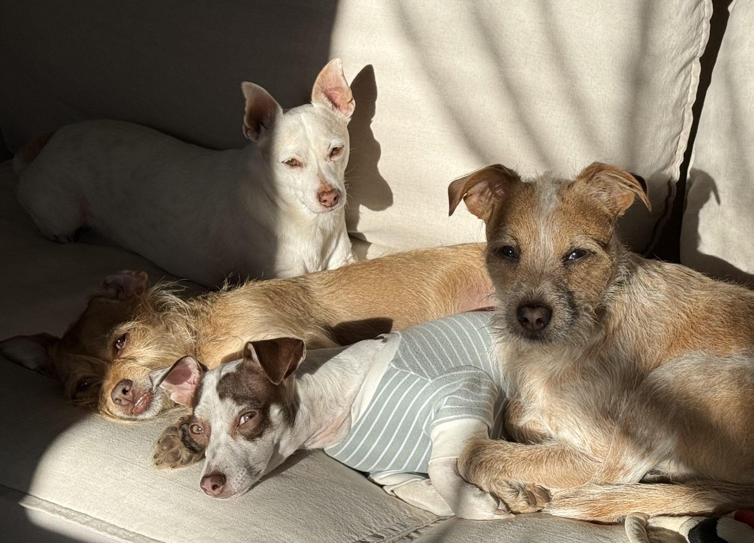 Our foster pack cozied up together