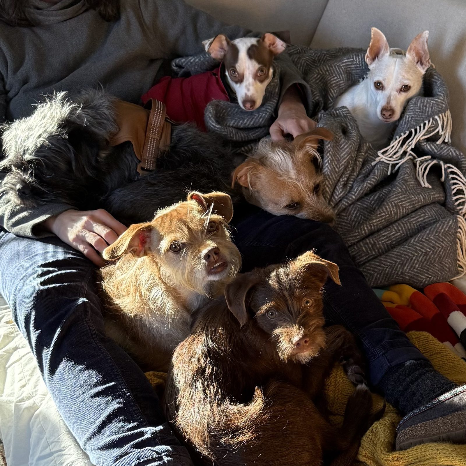 Foster dogs relaxing together