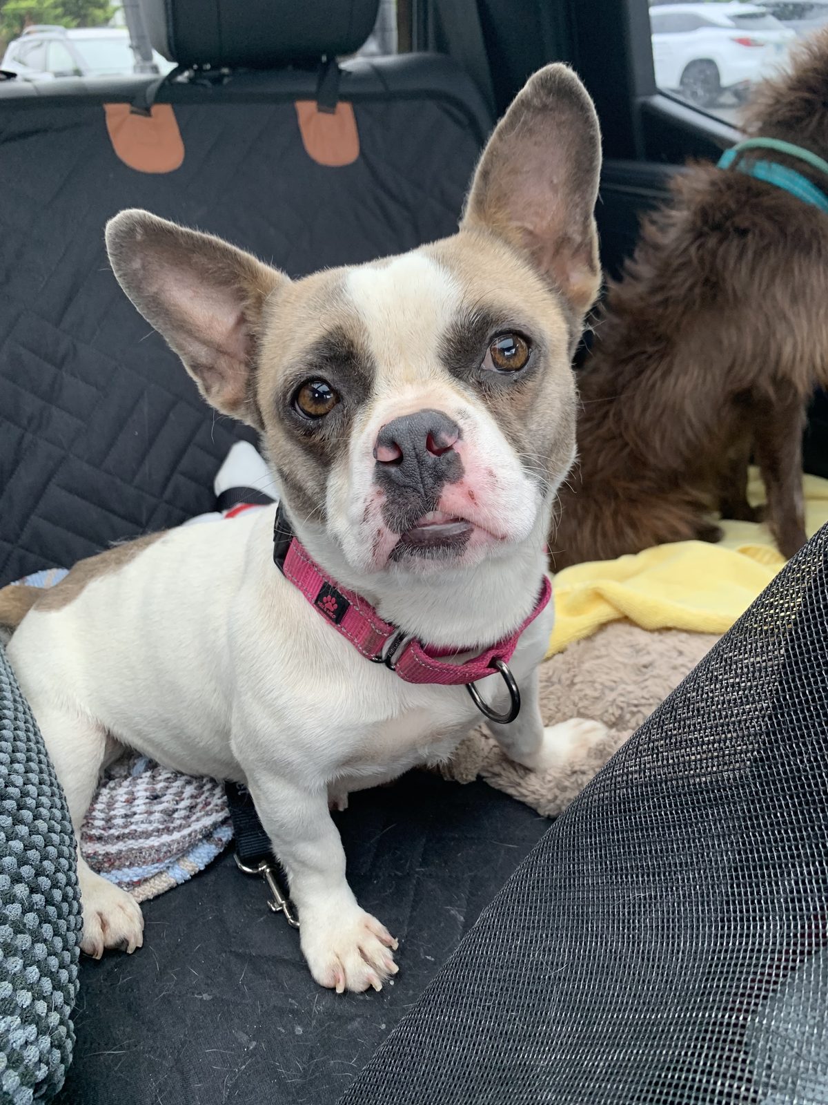 One of our adoptable dogs