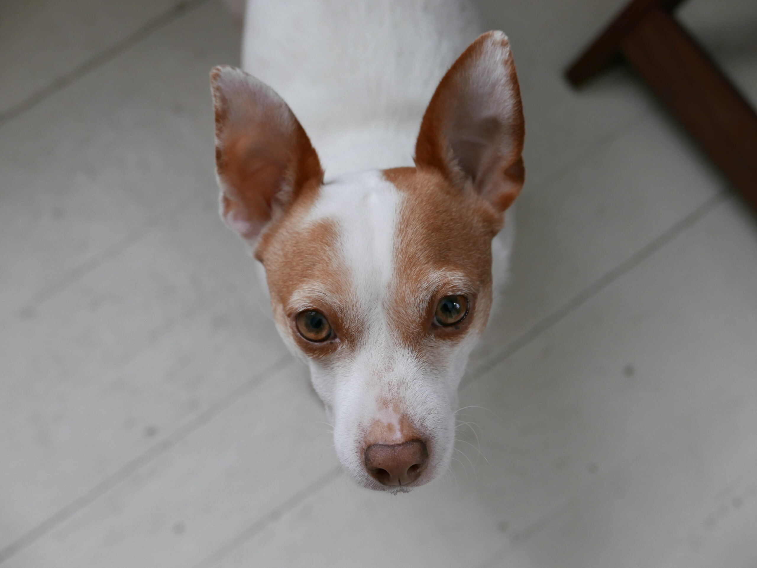 One of our adoptable pups
