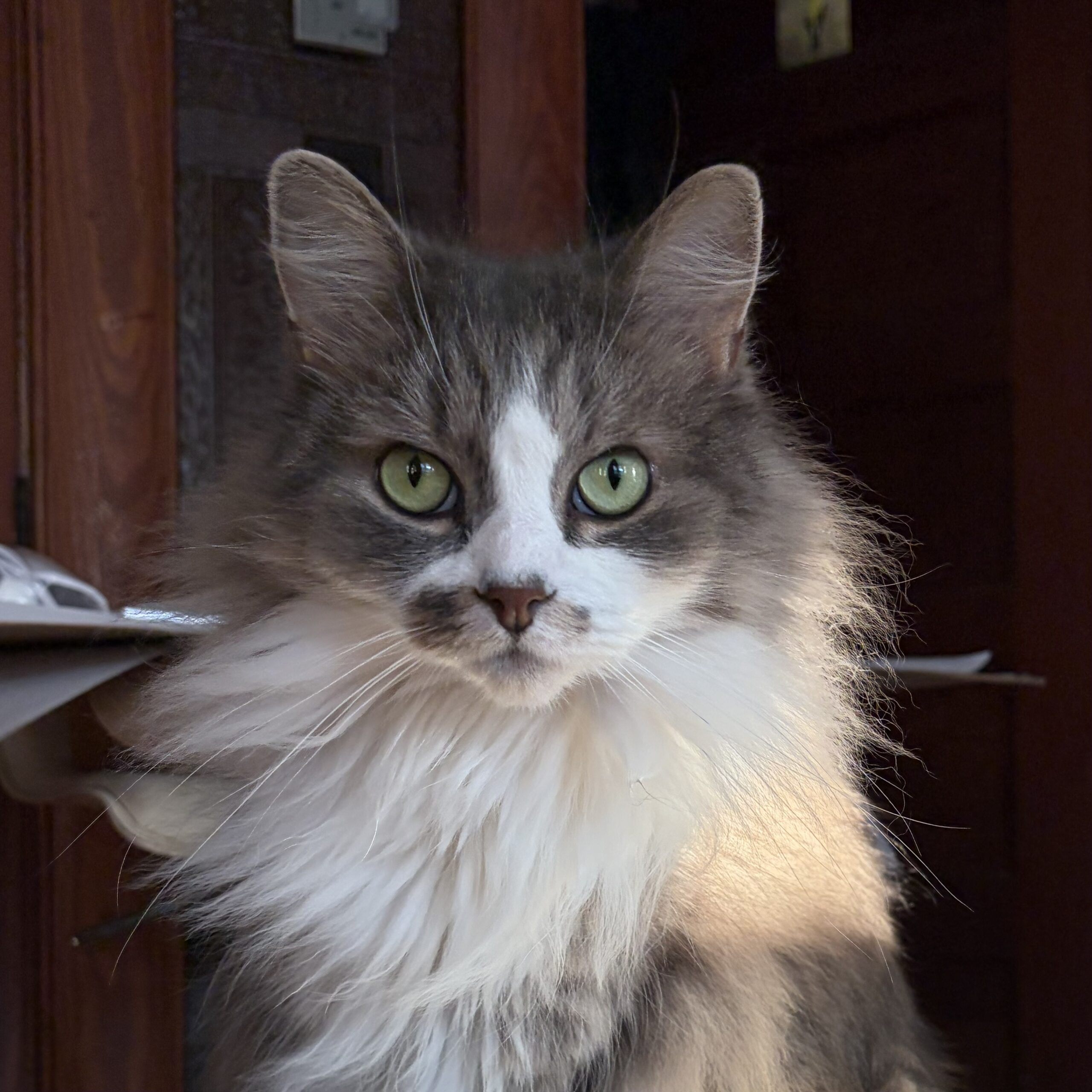 Whiskers Are We Animal Rescue